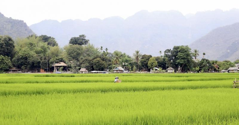 Người nông dân đang chăm sóc vườn cây ăn trái của mình ở Bến Tre, minh họa công sức tạo ra nông sản chất lượng